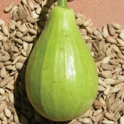 Omaxe Bottle Gourd F1 Hybrid Lattu Seeds